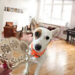 Celebrate Furry Friends – Custom Wooden Pet Silhouette Ornament – A Cherished Keepsake for Pet Lovers at Christmas - Image 6