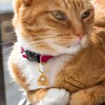 Carry Their Spirit Close – Ouija Planchette Pet ID Tag – For Cherished Cats & Tiny Dogs - Image 7