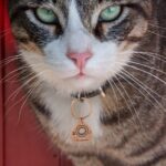 Carry Their Spirit Close – Ouija Planchette Pet ID Tag – For Cherished Cats & Tiny Dogs - Image 8