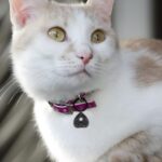 Carry Their Spirit Close – Ouija Planchette Pet ID Tag – For Cherished Cats & Tiny Dogs - Image 9