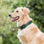 Keep Your Best Friend Close – Custom Nylon Dog Collar with AirTag Pocket – For Loving Pet Parents - Image 2