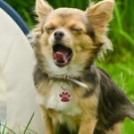 Carry Their Identity with Love – Custom Pet ID Tag – For Cherished Dogs and Cats - Image 4