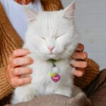 Celebrate Your Pet's Playful Spirit – Custom Acrylic ID Tag – For Cherished Furry Friends - Image 5