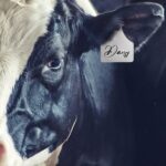 Mark Their Story – Custom Livestock Ear Tag – For Your Beloved Creatures and More - Image 4