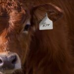 Mark Their Story – Custom Livestock Ear Tag – For Your Beloved Creatures and More - Image 6