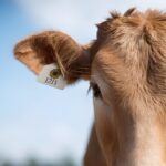 Celebrate Their Identity – Custom Livestock Ear Tag – For Cherished Cattle and Beloved Animals - Image 5
