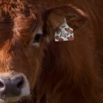 Celebrate Their Identity – Custom Livestock Ear Tag – For Cherished Cattle and Beloved Animals - Image 6