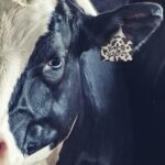 Celebrate Their Identity – Custom Livestock Ear Tag – For Cherished Cattle and Beloved Animals - Image 8