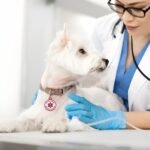 Protect Your Pet with a Personalized Medical Alert ID Tag – Custom Engraved Stainless Steel Tag for Dogs & Cats with Special Needs - Image 2