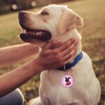 Protect Your Pet with a Personalized Medical Alert ID Tag – Custom Engraved Stainless Steel Tag for Dogs & Cats with Special Needs - Image 11