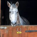 Celebrate Your Equine Bond – Custom Horse Stable Name Plate – A Cherished Tribute for Horse Lovers - Image 8