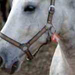 Keep Your Beloved Close – Custom Horse ID Tag – For Every Equestrian’s Peace of Mind - Image 12