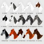 Keep Your Beloved Close – Custom Horse ID Tag – For Every Equestrian’s Peace of Mind - Image 7