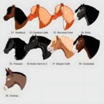 Keep Your Beloved Close – Custom Horse ID Tag – For Every Equestrian’s Peace of Mind - Image 8