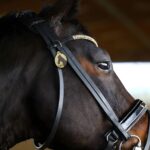 Keep Your Beloved Close – Custom Horse ID Tag – For Every Equestrian’s Peace of Mind - Image 10