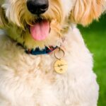 Carry Your Loyal Companion Close – Custom Dog Keychain – A Thoughtful Keepsake for Dog Lovers - Image 8