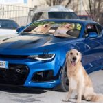 Celebrate Your Unbreakable Bond – Custom Pet & Owner Car Sunshade – For Every Road Trip with Your Furry Friend - Image 3